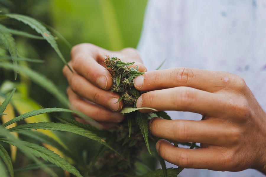 What Is the Link Between Schizophrenia and Marijuana Use